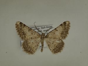  ( - BC SMNK Lep 00315)  @13 [ ] Copyright (2010) Axel Hausmann/Bavarian State Collection of Zoology (ZSM) SNSB, Zoologische Staatssammlung Muenchen