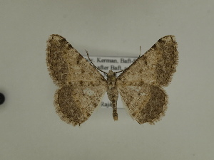  ( - BC SMNK Lep 00316)  @13 [ ] Copyright (2010) Axel Hausmann/Bavarian State Collection of Zoology (ZSM) SNSB, Zoologische Staatssammlung Muenchen