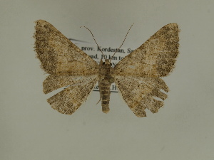  ( - BC SMNK Lep 00338)  @13 [ ] Copyright (2010) Axel Hausmann/Bavarian State Collection of Zoology (ZSM) SNSB, Zoologische Staatssammlung Muenchen