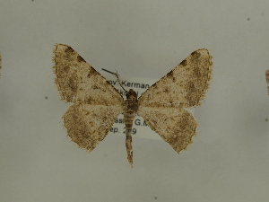  ( - BC SMNK Lep 00375)  @13 [ ] Copyright (2010) Axel Hausmann/Bavarian State Collection of Zoology (ZSM) SNSB, Zoologische Staatssammlung Muenchen
