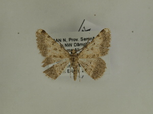  ( - BC SMNK Lep 00383)  @12 [ ] Copyright (2010) Axel Hausmann/Bavarian State Collection of Zoology (ZSM) SNSB, Zoologische Staatssammlung Muenchen