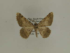  ( - BC SMNK Lep 00391)  @12 [ ] Copyright (2010) Axel Hausmann/Bavarian State Collection of Zoology (ZSM) SNSB, Zoologische Staatssammlung Muenchen