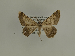 ( - BC SMNK Lep 00392)  @12 [ ] Copyright (2010) Axel Hausmann/Bavarian State Collection of Zoology (ZSM) SNSB, Zoologische Staatssammlung Muenchen