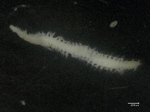  ( - GEANS00220)  @11 [ ] CreativeCommons - Attribution Share-Alike (2022) Magdalini Christodoulou Senckenberg am Meer Wilhelmshaven, Department German Centre for Marine Biodiversity Research