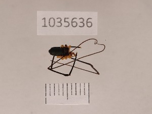  ( - 1035636)  @11 [ ] Copyright (2024) Beka Chitadze Ilia State University, Institute of Ecology