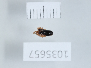 (Metaplatybunus - 1035657)  @11 [ ] Copyright (2024) Beka Chitadze Ilia State University, Institute of Ecology