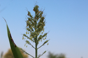  (Sorghum - DNAFR001529)  @11 [ ] Copyright (2016) Gujarat Biodiversity Gene Bank, GSBTM, DST, GoG Gujarat Biodiversity Gene Bank, GSBTM, DST, GoG