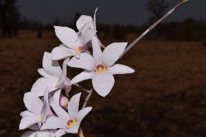  (Dendrobium barbatulum - DNAFR001580)  @11 [ ] Copyright (2016) Mital Bhatt Gujarat Biodiversity Gene Bank GSBTM DST