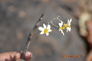  (Dendrobium ovatum - DNAFR001583)  @11 [ ] Copyright (2016) Mital Bhatt Gujarat Biodiversity Gene Bank GSBTM DST