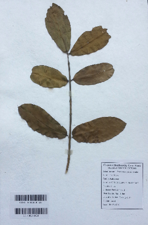  (Ixora microphylla - DNAFR001141)  @11 [ ] Copyright (2015) Gujarat Biodiversity Gene Bank, GSBTM, DST, GoG Gujarat Biodiversity Gene Bank, GSBTM, DST, GoG
