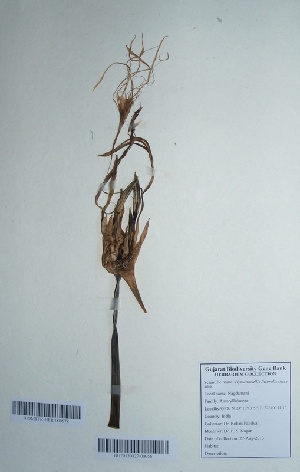  (Hymenocallis ittoralis - DNAFR000708)  @11 [ ] Copyright (2014) Gujarat Biodiversity Gene Bank, GSBTM, DST, GoG Gujarat Biodiversity Gene Bank, GSBTM, DST, GoG
