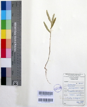  (Tephrosia jamnagarensis - DNAFR000192)  @11 [ ] Copyright (2014) Gujarat Biodiversity Gene Bank, GSBTM, DST, GoG Gujarat Biodiversity Gene Bank, GSBTM, DST, GoG