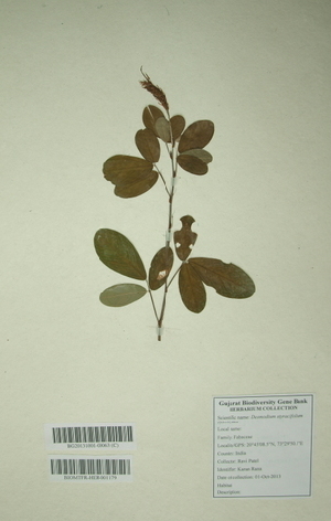  (Desmodium styracifolium - DNAFR000327)  @11 [ ] Copyright (2014) Gujarat Biodiversity Gene Bank, GSBTM, DST, GoG Gujarat Biodiversity Gene Bank, GSBTM, DST, GoG