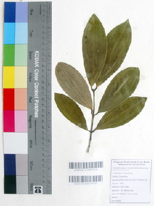  (Cinnamomum tamala - DNAFR000356)  @11 [ ] Copyright (2014) Gujarat Biodiversity Gene Bank, GSBTM, DST, GoG Gujarat Biodiversity Gene Bank, GSBTM, DST, GoG
