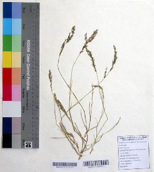  (Eragrostis ciliata - DNAFR000370)  @11 [ ] Copyright (2014) Gujarat Biodiversity Gene Bank, GSBTM, DST, GoG Gujarat Biodiversity Gene Bank, GSBTM, DST, GoG