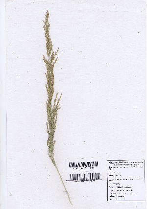  (Eragrostis japonica - DNAFR000895)  @11 [ ] Copyright  Gujarat Biodiversity Gene Bank, GSBTM, DST, GoG Gujarat Biodiversity Gene Bank, GSBTM, DST, GoG