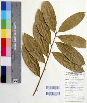  (Elaeocarpus serratus - DNAFR000521)  @11 [ ] Copyright (2014) Gujarat Biodiversity Gene Bank, GSBTM, DST, GoG Gujarat Biodiversity Gene Bank, GSBTM, DST, GoG