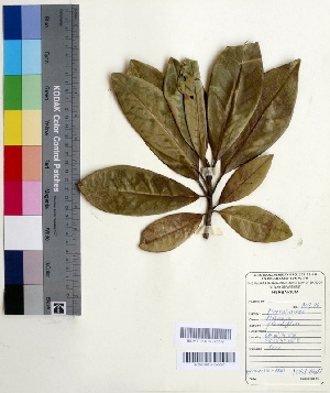  (Magnolia grandiflora - DNAFR000536)  @11 [ ] Copyright (2014) Gujarat Biodiversity Gene Bank, GSBTM, DST, GoG Gujarat Biodiversity Gene Bank, GSBTM, DST, GoG