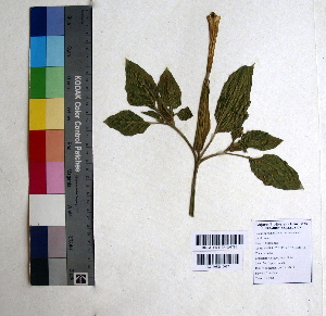  (Datura stramonium - DNAFR000830)  @11 [ ] Copyright (2015) Gujarat Biodiversity Gene Bank Gujarat Biodiversity Gene Bank, GSBTM, DST, GoG, India