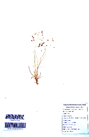 (Eragrostis unioloides - DNAFR001331)  @11 [ ] Copyright (2015) Gujarat Biodiversity Gene Bank, GSBTM, DST, GoG Gujarat Biodiversity Gene Bank, GSBTM, DST, GoG