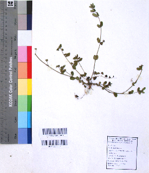  (Euphorbia indica - DNAFR001067)  @11 [ ] Copyright (2015) Gujarat Biodiversity Gene Bank, GSBTM, DST, GoG Gujarat Biodiversity Gene Bank, GSBTM, DST, GoG