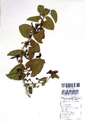  (Aristolochia brachiata - DNAFR001226)  @11 [ ] Copyright (2015) Gujarat Biodiversity Gene Bank, GSBTM, DST, GoG Gujarat Biodiversity Gene Bank, GSBTM, DST, GoG