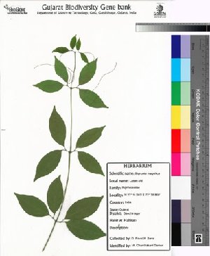  (Bignonia magnifica - DNAFR000041)  @11 [ ] Copyright (2011) Gujarat Biodiversity Gene Bank Gujarat Biodiversity Gene Bank