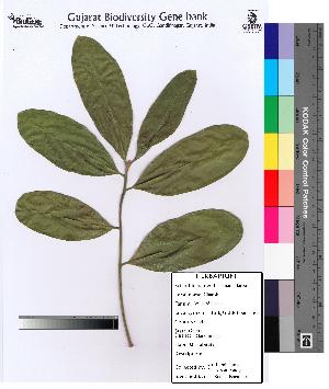  (Buchanania lanzan - DNAFR000080)  @11 [ ] Copyright (2012) Unspecified Gujarat State Biotechnology Mission
