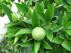 (Citrus lemona - DNAFR000044)  @11 [ ] Copyright (2011) Gujarat Biodiversity Gene Bank Gujarat Biodiversity Gene Bank