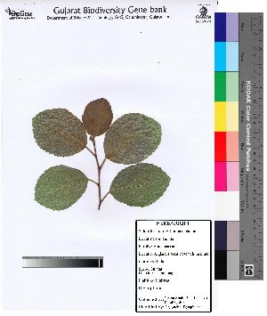  ( - DNAFR000081)  @11 [ ] Copyright (2012) Unspecified Gujarat State Biotechnology Mission