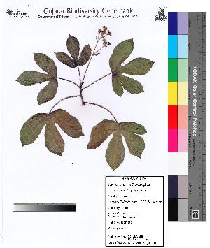  (Croton tiglium - DNAFR000097)  @11 [ ] Copyright (2012) Unspecified Gujarat State Biotechnology Mission