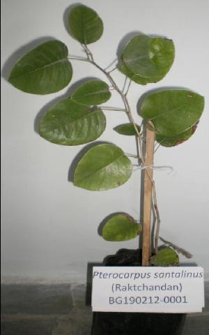  (Pterocarpus santalinus - DNAFR000149)  @11 [ ] Copyright (2013) Gujarat Biodiversity Gene Bank, GSBTM, GoG, India. Gujarat Biodiversity Gene Bank, GSBTM, GoG, India.