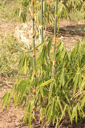  ( - DNAFR001544)  @11 [ ] Copyright (2016) Gujarat Biodiversity Gene Bank Gujart Biodiversity Gene Bank