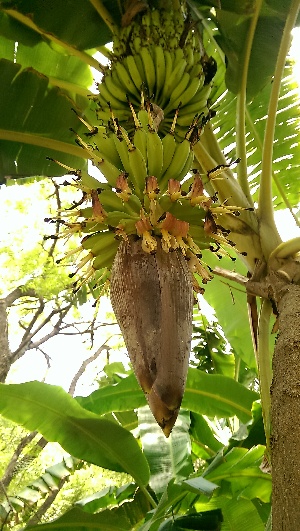  (Musaceae - DNAFR000751)  @11 [ ] Copyright (2014) Gujarat Biodiversity Gene Bank, GSBTM, DST, GoG Gujarat Biodiversity Gene Bank, GSBTM, DST, GoG
