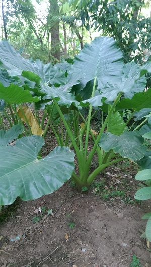  (Alocasia odora - DNAFR000877)  @11 [ ] Copyright (2015) Gujarat Biodiversity Gene Bank, GSBTM, DST, GoG Gujarat Biodiversity Gene Bank, GSBTM, DST, GoG