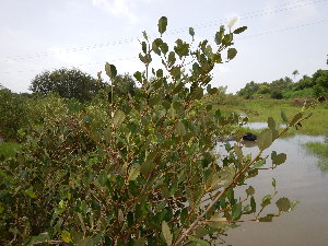  (Avicennia officinalis - DNAFR001293)  @11 [ ] Copyright (2015) Gujarat Biodiversity Gene Bank, GSBTM, DST, GoG Gujarat Biodiversity Gene Bank, GSBTM, DST, GoG