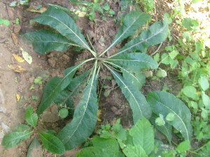  ( - DNAFR001089)  @11 [ ] Copyright (2015) Gujarat Biodiversity Gene Bank, GSBTM, DST, GoG Gujarat Biodiversity Gene Bank, GSBTM, DST, GoG