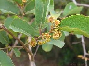  (Anogeissus latifolia - DNAFR001242)  @11 [ ] Copyright (2015) Gujarat Biodiversity Gene Bank, GSBTM, DST, GoG Gujarat Biodiversity Gene Bank, GSBTM, DST, GoG