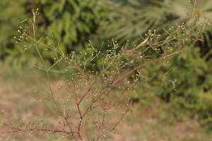  (Oldenlandia lancifolia - DNAFR000864)  @11 [ ] Copyright (2014) Gujarat Biodiversity Gene Bank, GSBTM, DST, GoG Gujarat Biodiversity Gene Bank, GSBTM, DST, GoG