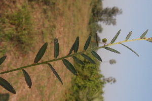  (Phyllanthus debilis - DNAFR000866)  @11 [ ] Copyright (2014) Gujarat Biodiversity Gene Bank, GSBTM, DST, GoG Gujarat Biodiversity Gene Bank, GSBTM, DST, GoG