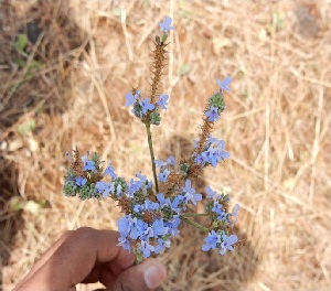  (Lavandula bipinnata - DNAFR001341)  @11 [ ] Copyright (2015) Gujarat Biodiversity Gene Bank, GSBTM, DST, GoG Gujarat Biodiversity Gene Bank, GSBTM, DST, GoG