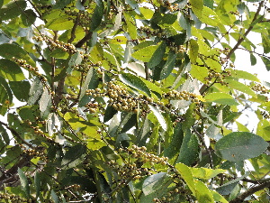 ( - DNAFR001270)  @11 [ ] Copyright (2015) Gujarat Biodiversity Gene Bank, GSBTM, DST, GoG Gujarat Biodiversity Gene Bank, GSBTM, DST, GoG