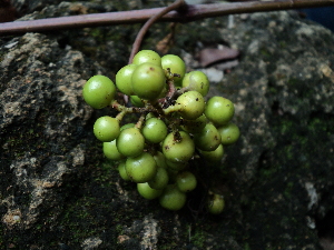  (Ampelocissus - DNAFR001276)  @11 [ ] Copyright (2015) Gujarat Biodiversity Gene Bank, GSBTM, DST, GoG Gujarat Biodiversity Gene Bank, GSBTM, DST, GoG