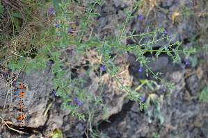  (Stemodia viscosa - DNAFR001339)  @11 [ ] Copyright (2015) Gujarat Biodiversity Gene Bank, GSBTM, DST, GoG Gujarat Biodiversity Gene Bank, GSBTM, DST, GoG