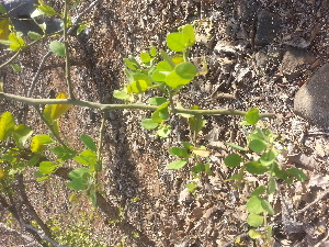  ( - DNAFR001158)  @11 [ ] Copyright (2015) Gujarat Biodiversity Gene Bank, GSBTM, DST, GoG Gujarat Biodiversity Gene Bank, GSBTM, DST, GoG