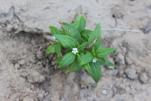  (Catharanthus pusillus - DNAFR001398)  @11 [ ] Copyright (2016) Gujarat Biodiversity Gene Bank, GSBTM, DST, GoG Gujarat Biodiversity Gene Bank, GSBTM, DST, GoG