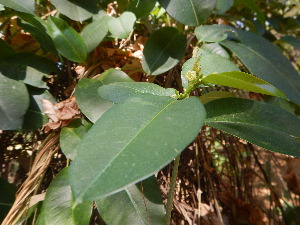  ( - DNAFR001559)  @11 [ ] Copyright (2016) Gujarat Biodiversity Gene Bank, GSBTM, DST, GoG Gujarat Biodiversity Gene Bank, GSBTM, DST, GoG