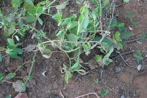  (Euphorbia dracunculoides - DNAFR001478)  @11 [ ] Copyright (2016) Gujarat Biodiversity Gene Bank, GSBTM, DST, GoG Gujarat Biodiversity Gene Bank, GSBTM, DST, GoG