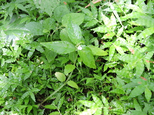  (Impatiens minor - DNAFR001698)  @11 [ ] Copyright (2016) Gujarat Biodiversity Gene Bank, GSBTM, DST, GoG Gujarat Biodiversity Gene Bank, GSBTM, DST, GoG