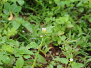  ( - DNAFR001704)  @11 [ ] Copyright (2016) Gujarat Biodiversity Gene Bank, GSBTM, DST, GoG Gujarat Biodiversity Gene Bank, GSBTM, DST, GoG